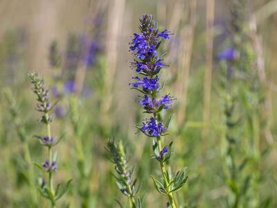 hyssopus officinalis