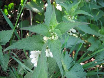 lamium album