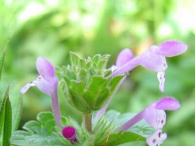 lamium amplexicaule