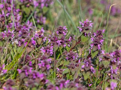 lamium hybridum