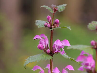 lamium maculatum