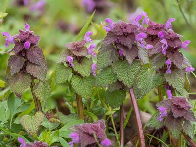 lamium purpureum