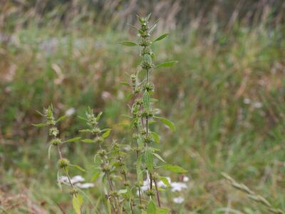 leonurus marrubiastrum habitus