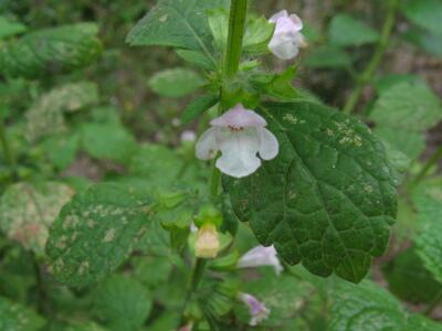 melissa officinalis