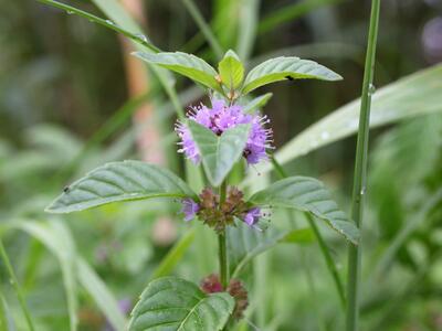 mentha arvensis ssp agrestis