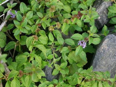 mentha arvensis ssp arvensis