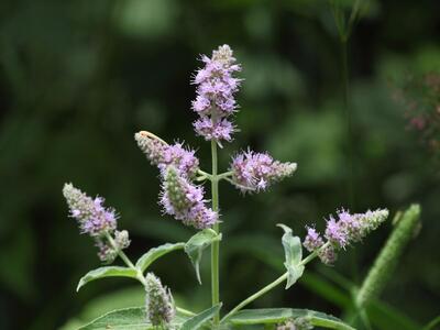 mentha longifolia