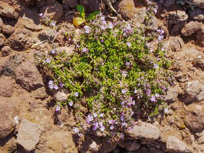 micromeria varia ssp thymoides