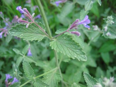 nepeta grandiflora blatt