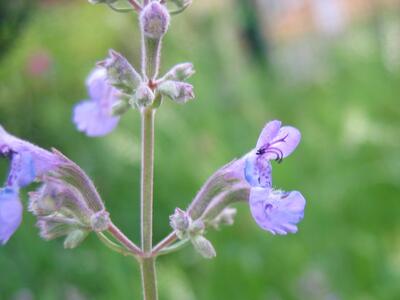 nepeta grandiflora bluete