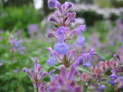 nepeta mussinii