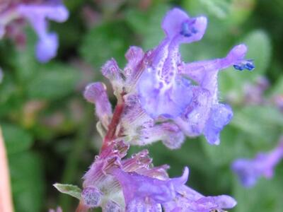 nepeta mussinii bluete