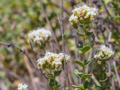 origanum onites