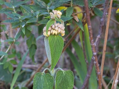 phlomis russelliana