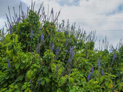 plectranthus barbatus