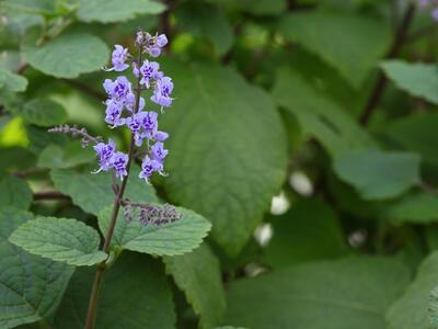 plectranthus fruticosus