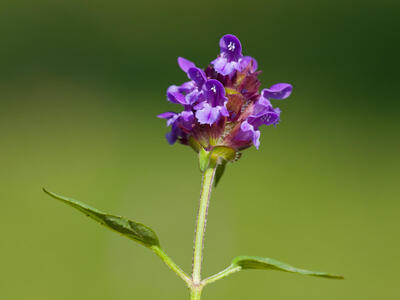 prunella grandiflora