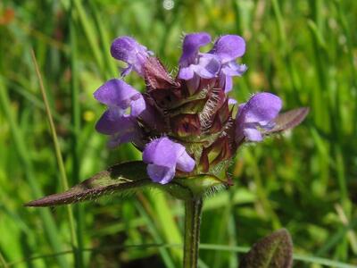 prunella vulgaris