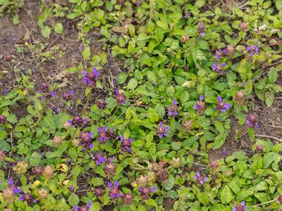 prunella vulgaris habitus