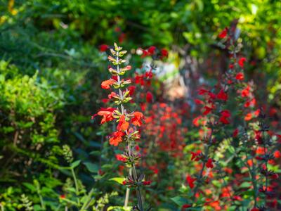 salvia coccinea