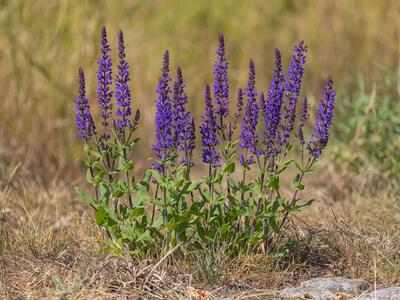 salvia nemorosa