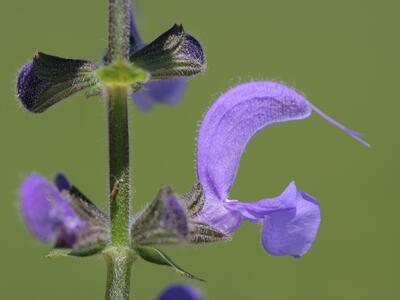 salvia pratensis detail