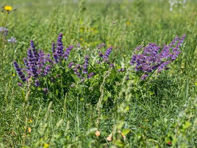 salvia verticillata