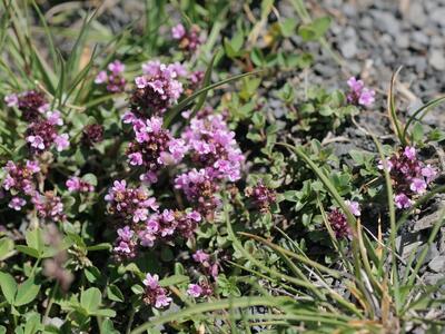 scutellaria alpina ssp alpina