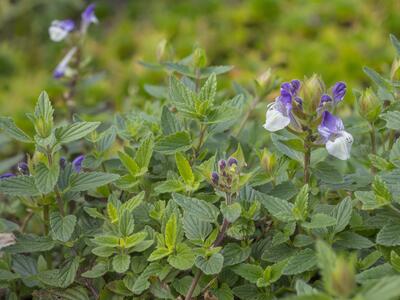 scutellaria alpina ssp supina