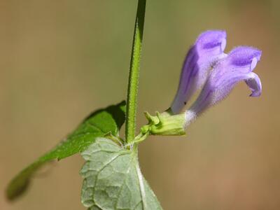 scutellaria galericulata