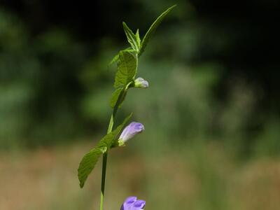 scutellaria galericulata habitus