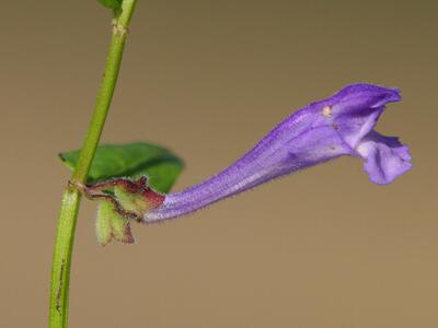 scutellaria hastifolia