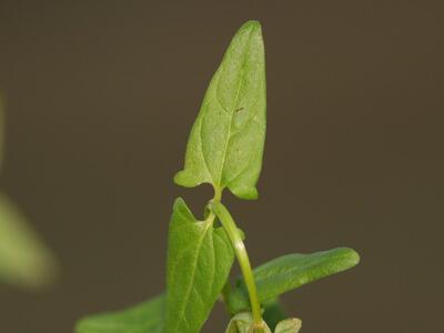 scutellaria hastifolia blatt