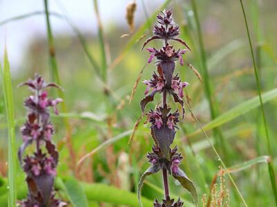 stachys alpina