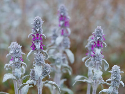 stachys germanica