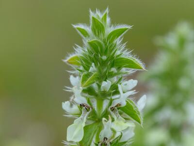 stachys ocymastrum detail