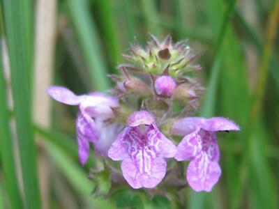 stachys palustris