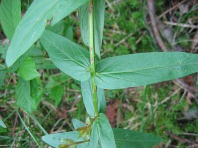 stachys palustris blatt