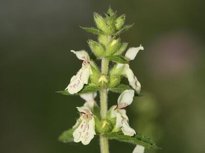 stachys recta