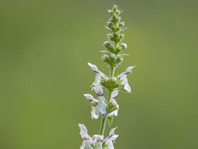 stachys recta detail