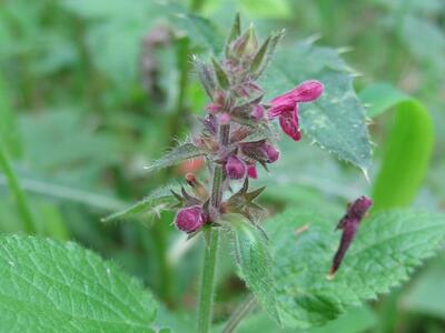 stachys sylvatica