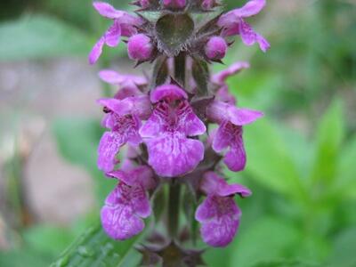 stachys x ambigua bluete