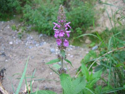 stachys x ambigua habitus