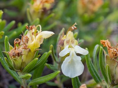 teucrium montanum detail