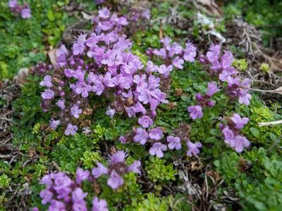 thymus caespititius