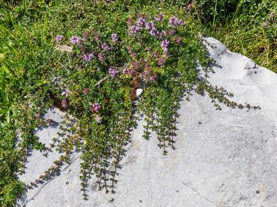 thymus longicaulis