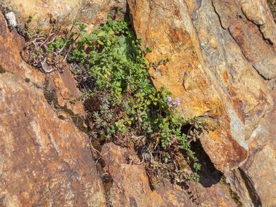 thymus praecox ssp polytrichus