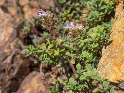 thymus praecox ssp polytrichus detail