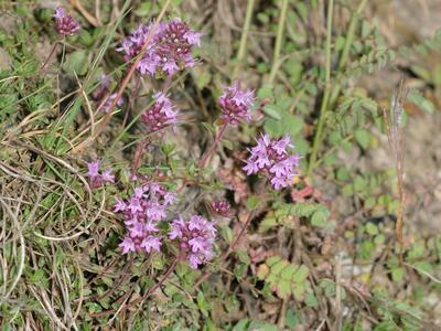 thymus pulegioides