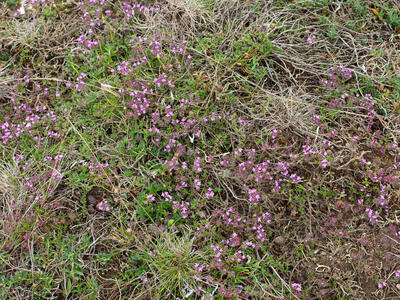 thymus serpyllum habitus